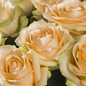 Salmon-coloured Avalanche Peach roses Avalanche Peach roses