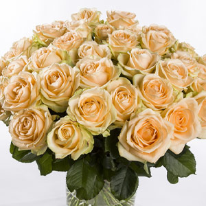Salmon-coloured roses