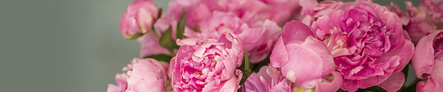 Pink peonies