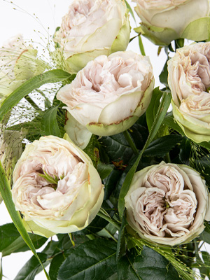 Shades of Grey roses Shades of Grey roses