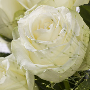 White Snowstorm rose White Snowstorm rose