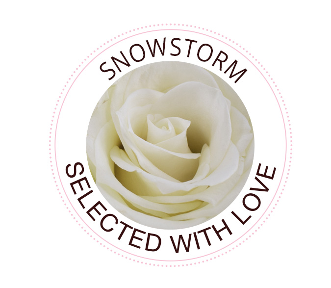 Snowstorm rose