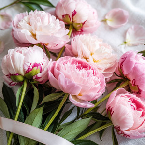 Soft pink peonies - Sarah Bernhardt
