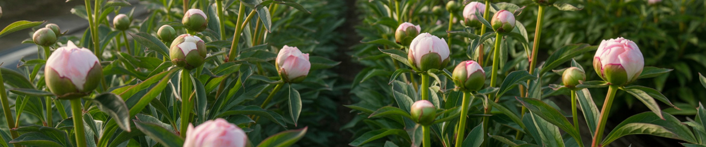 Fresh soft pink peonies