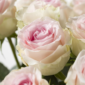 Soft pink roses - Sweet Revival Soft pink roses - Sweet Revival