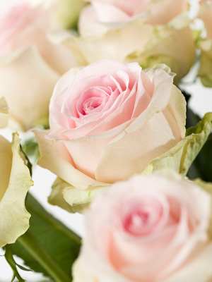 Order soft pink roses
