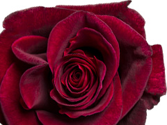 Black Baccara rose