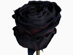 Black rose