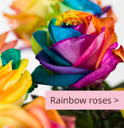 Buy rainbow roses