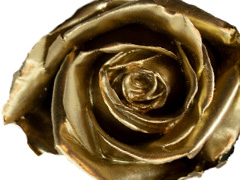 Gold coloured waxed roses