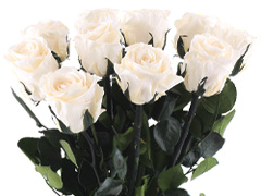 Cream-coloured long life roses