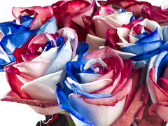 Roses with the colours of the national flag