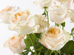 Exclusive roses: Victorian