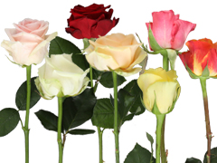 Facts about roses