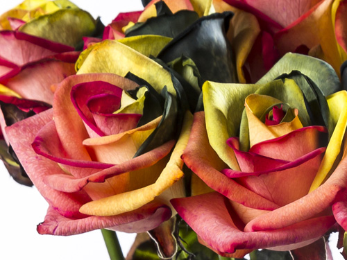 International rose delivery