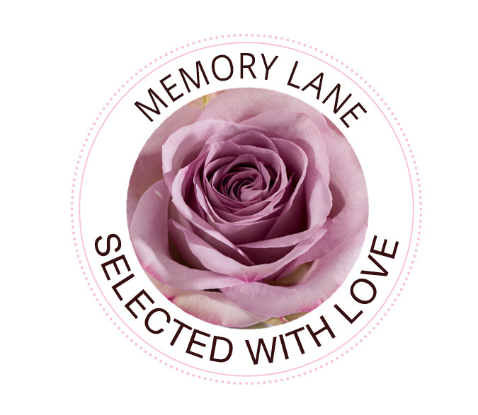 Memory Lane roses