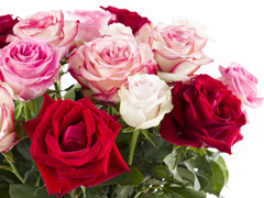 bouquet pink-red roses