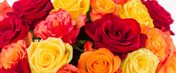 Autumn flowers Autumn flowers