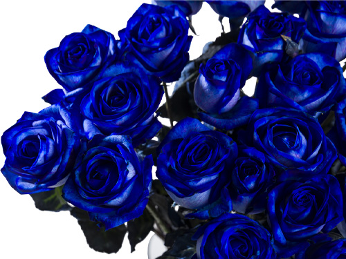 Blue roses Blue roses