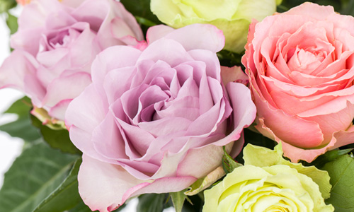 Mixed roses