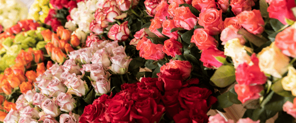 Order fresh roses Fresh roses