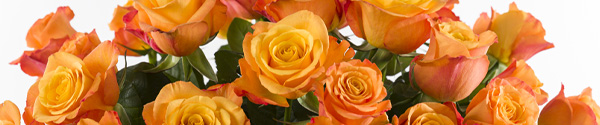 Buy 20 orange roses