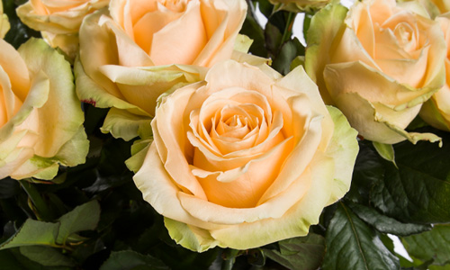 Salmon coloured roses