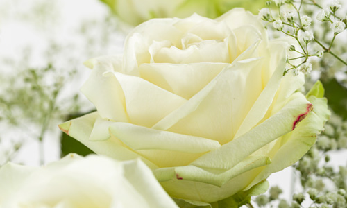 White roses