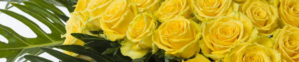 Yellow roses