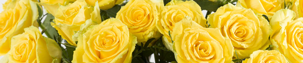 Yellow roses