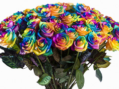 rainbow roses