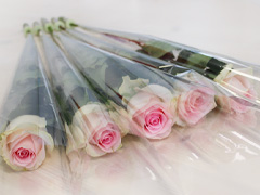 Roses packed per piece