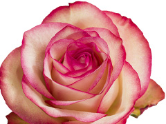 Paloma rose