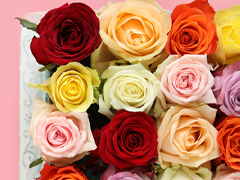 Rose colours
