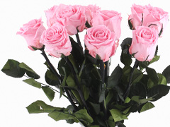 Pink long life roses