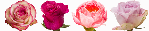 Pink rose varieties