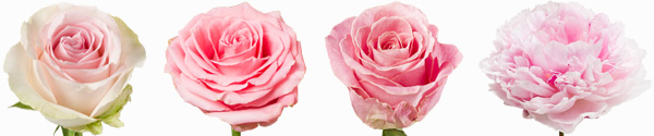 Pink rose varieties