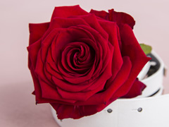 Red Naomi roses
