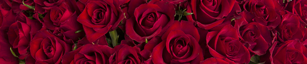 Red EverRed roses