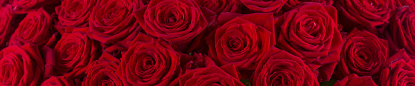 Red roses - Red Naomi