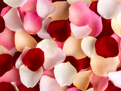 Rose varieties