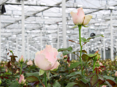 Roses from wholesale