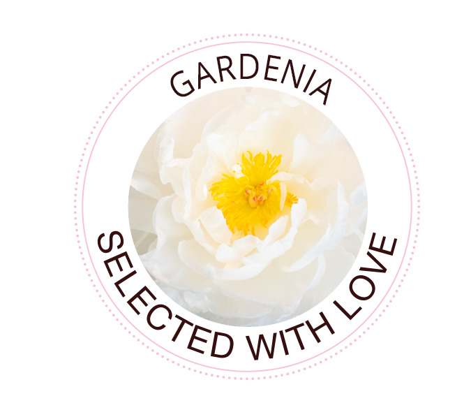 Gardenia peony Gardenia peony