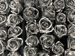 Silver wax roses