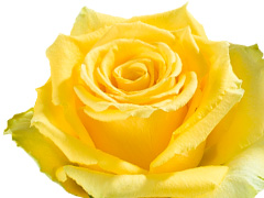 Choose your number of yellow roses