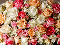 Symbolism of rose colours