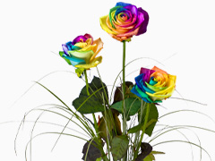 Three rainbow roses
