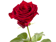 1 red rose