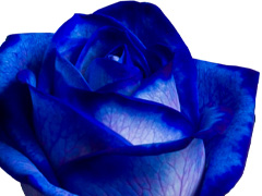Blue rose: Vendela