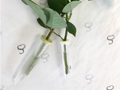 Water tubes for roses